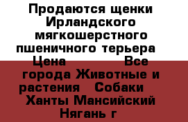 Продаются щенки Ирландского мягкошерстного пшеничного терьера › Цена ­ 30 000 - Все города Животные и растения » Собаки   . Ханты-Мансийский,Нягань г.